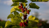Mulberry leaves (Morus alba)